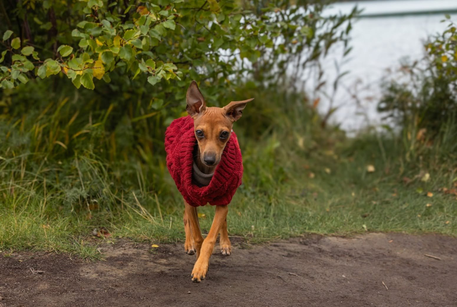 A dog in a red knit sweater running down a leafy trail toward the camera